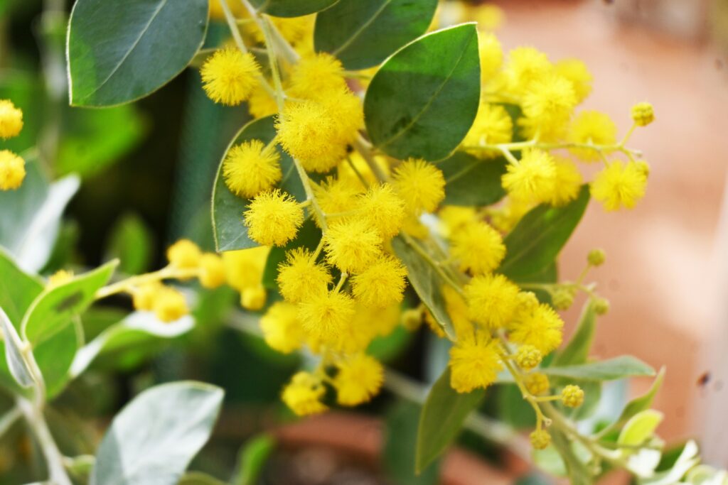 Giornata internazionale della donna - la mimosa