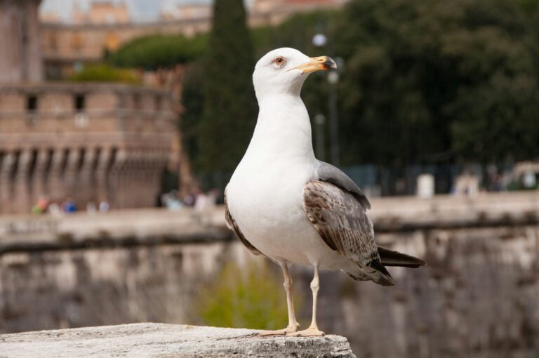 gadget personalizzati roma